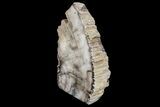 Polished Petrified Wood (Mahogany) Stand-up - Myanmar #172095-2